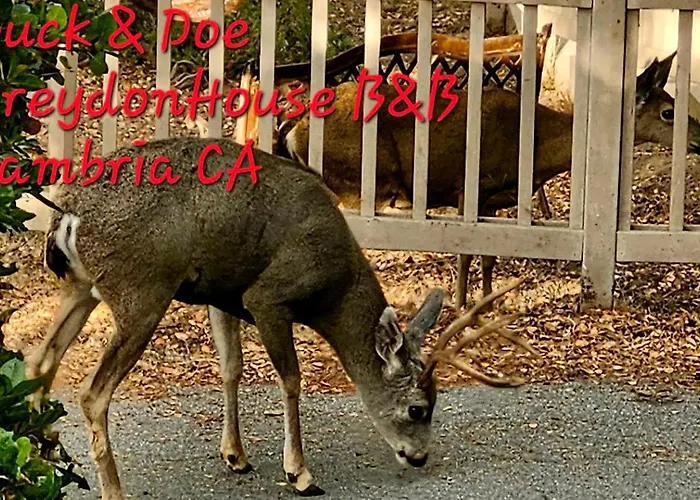 Dreydon House Bed And BreakfastBed and Breakfast